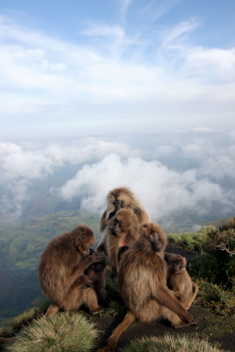 Illustration for article titled Gelada monkeys offer evidence that abortion is part of evolutionary fitness